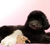 ミニチュアプードル【茨城県・女の子・2025年10月14日・ブラック】の写真3「ママ犬：エミリアちゃん　遺伝子検査含め健全なママ犬です💗」