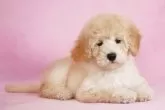 ミディアムプードル【茨城県・女の子・2025年7月20日・ペールフォーン】の写真4「このサイズ感は一緒にいて楽しいです」