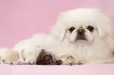 ペキニーズ【茨城県・女の子・2025年7月15日・フォン】の写真7「優しいママ犬みちこちゃん」