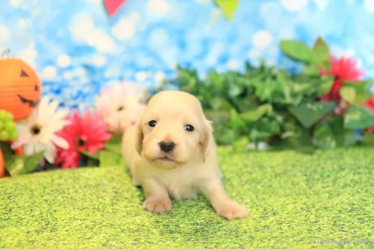 ID：1810-02351の子犬