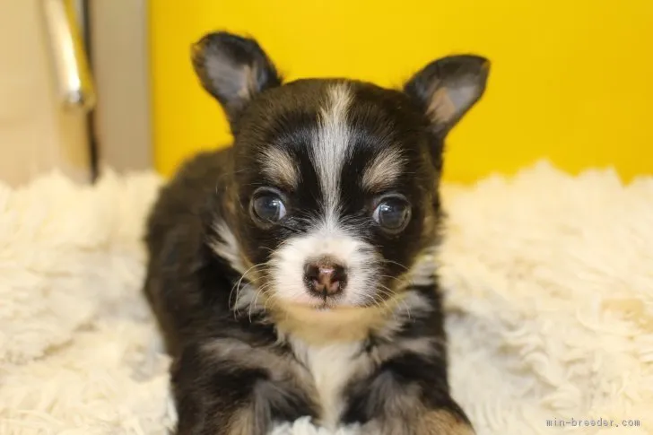 ID:1612-00357の子犬