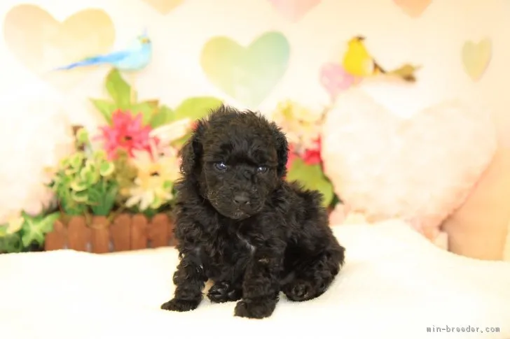 ID:1804-01842の子犬