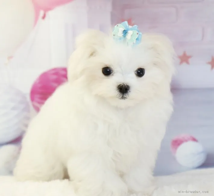 ID:2110-01189の子犬