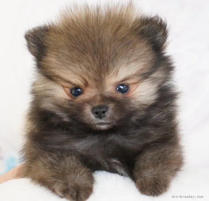 ID:2204-03096の子犬