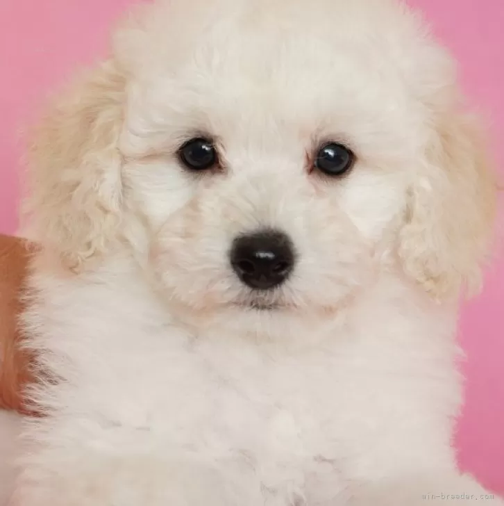 ID:2404-04318の子犬