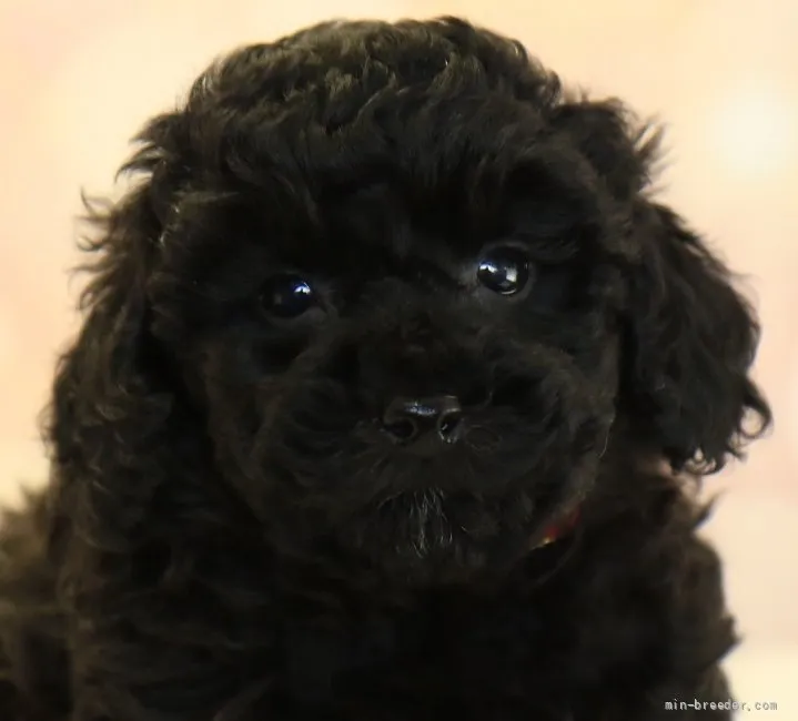 アビーママ 様のお迎えした子犬