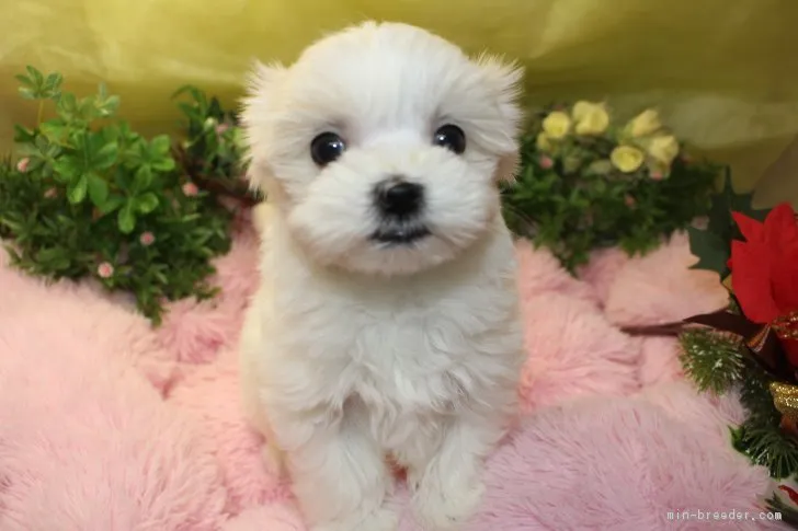 ID:1712-01402の子犬