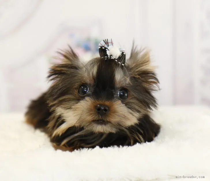 ID：2107-00194の子犬