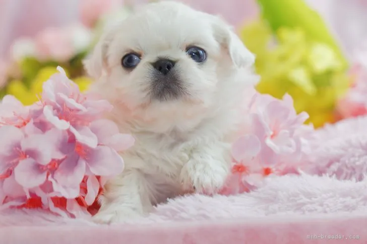 くうたま 様のお迎えした子犬