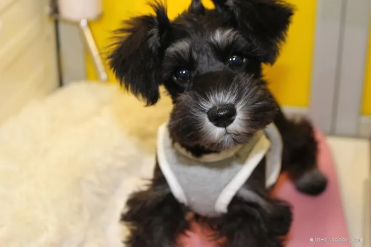 ID:1612-00256の子犬