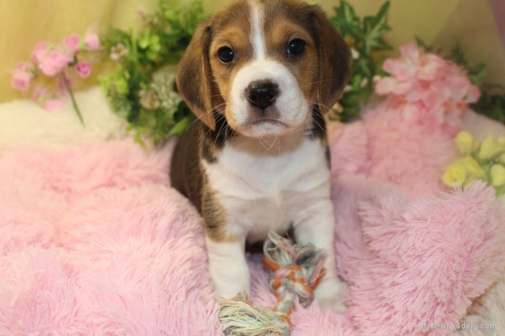 ショーケン 様のお迎えした子犬