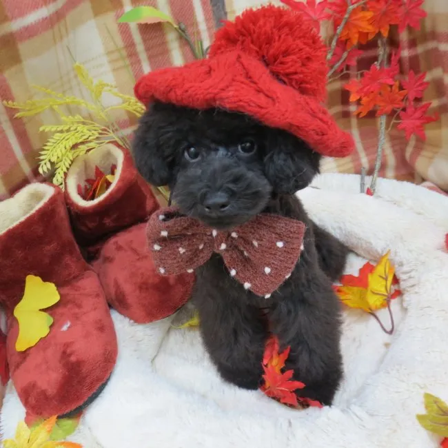 ID：1610-01488の子犬