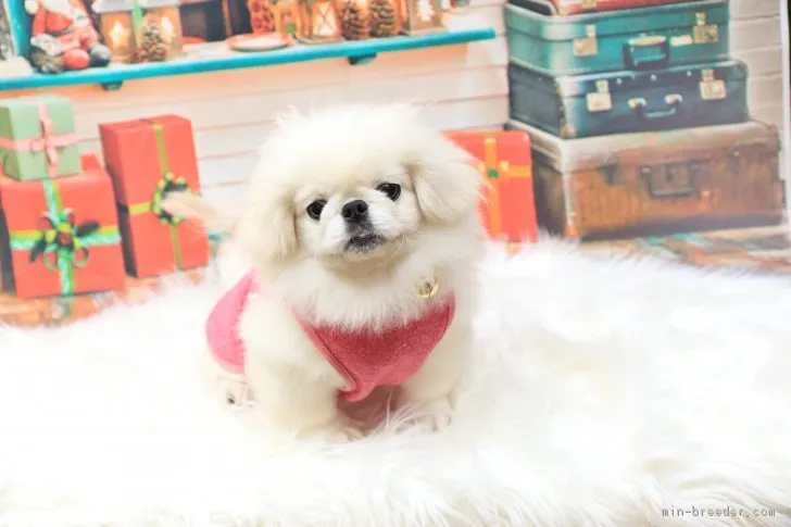 ID：1810-02785の子犬