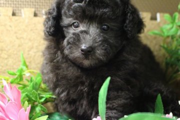 トイプードル(トイ)【茨城県・女の子・2016年8月17日・シルバー】の写真「徐々にキレイなシルバーカラーになります！」