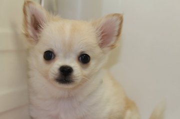 チワワ(ロング)【茨城県・女の子・2017年2月18日・クリーム&ホワイト】の写真「嚙み合わせアンダーショットぎみ」