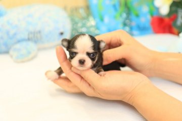 チワワ(ロング)【茨城県・男の子・2018年6月20日・ブラッククリーム&ホワイト】の写真「トイレのしつけを身に付けてからお渡し致します！」