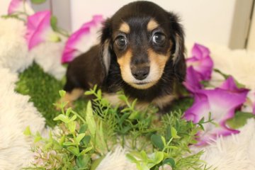 ミニチュアダックスフンド(ロング)【茨城県・男の子・2016年6月27日・ブラッククリーム】の写真「尾がウサギちゃんのように短い所が可愛いんです！」