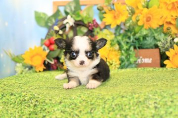 チワワ(ロング)【茨城県・女の子・2018年6月29日・ブラッククリーム&ホワイト】の写真「トイレのしつけを身に付けてからお渡し致します!!」