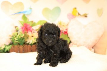 トイプードル(トイ)【茨城県・女の子・2018年3月20日・ブラック】の写真「系統優秀の可愛い子です！」