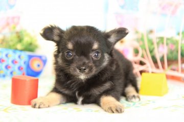 チワワ(ロング)【茨城県・女の子・2018年3月11日・ブラック&クリーム】の写真「トイレのしつけが身に付いてからお渡し致します！」