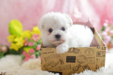 マルチーズ【茨城県・男の子・2017年3月9日・ホワイト】の写真「血統優秀チャンピオン直子！」