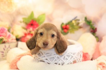 ミニチュアダックスフンド(ロング)【茨城県・男の子・2018年4月8日・シェーデッドイエロー】の写真「ミスカラーありますがとても可愛い子です♪」