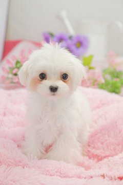 マルチーズ【茨城県・女の子・2016年8月4日・ホワイト】の写真「血統優秀な小ぶりな女の子です」