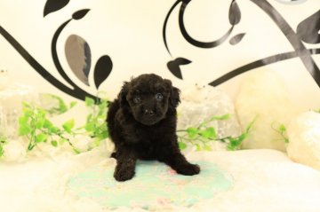 ミニチュアプードル【茨城県・男の子・2018年8月9日・ブラック】の写真「トイレのしつけを身に付けてからお渡し致します!!」