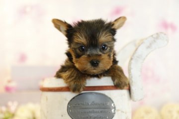 ヨークシャーテリア【茨城県・男の子・2020年9月1日・スティルブルー】の写真「トイレのしつけを身に付けながら育てています！」