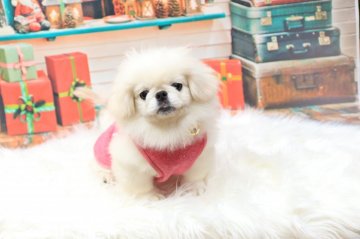 ペキニーズ【茨城県・女の子・2018年8月13日・ホワイト】の写真「3か月齢のワクチン接種済・しつけ済みです」