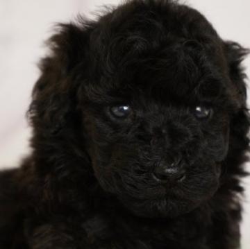 ミニチュアプードル【茨城県・男の子・2022年5月18日・ブラック】の写真「しつけを身に付けながら育て、お渡ししています！」