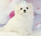 マルチーズ【茨城県・女の子・2021年6月29日・ホワイト】の写真3「もちろん性格も穏やかな子！」