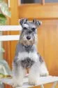 ミニチュアシュナウザー【茨城県・男の子・2017年3月11日・ソルト&ペッパー】の写真4「ママ犬：タバサちゃん」