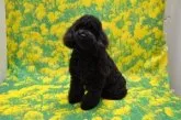 トイプードル(トイ)【茨城県・女の子・2018年3月20日・ブラック】の写真5「パパ犬：エルクくん」