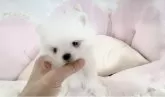 ミックス(ポメラニアン×ポメマル)【愛知県・男の子・2025年4月28日・ホワイト】の写真12