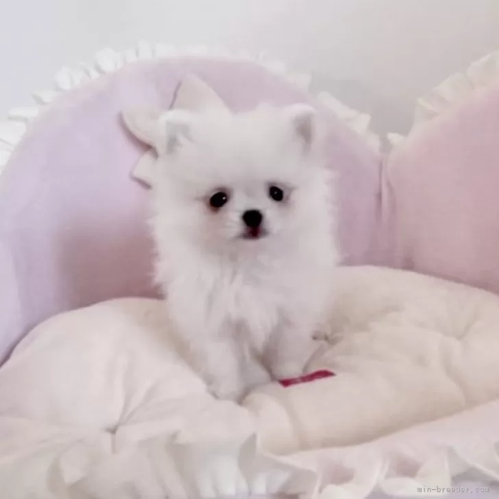 ID：2506-04471の子犬