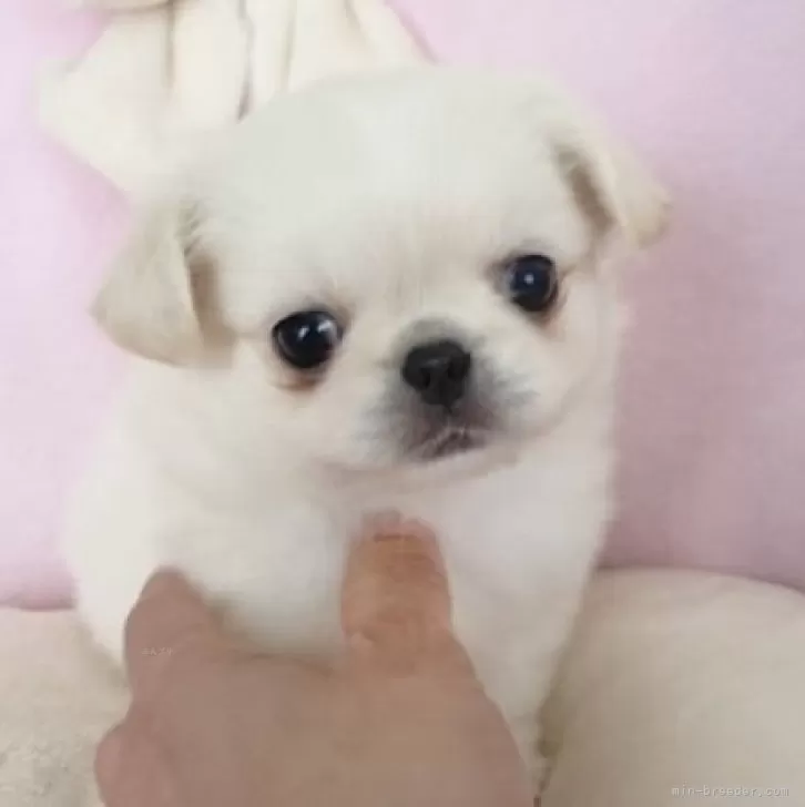 ID:2504-07969の子犬