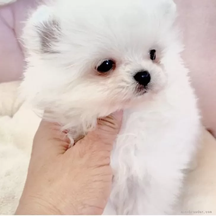 ID：2501-06378の子犬