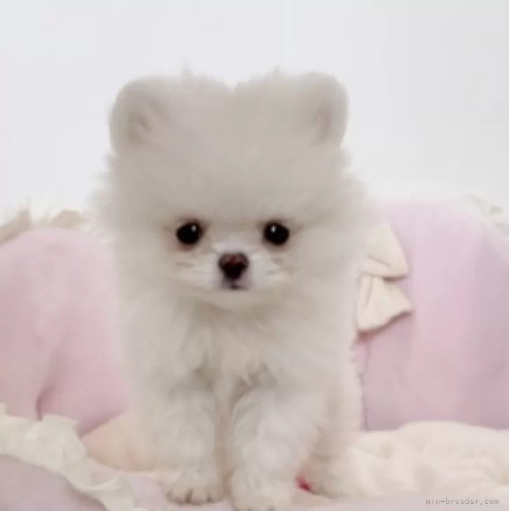 Y.H 様のお迎えした子犬