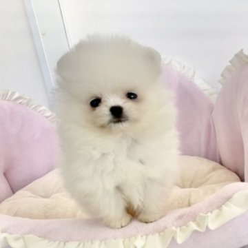 ポメラニアン【愛知県・男の子・2024年9月15日・クリーム】の写真「まるでぬいぐるみ〜❤️愛らしい男の子❤️」