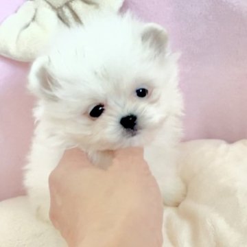 ポメマル(ポメラニアン×マルチーズ)【愛知県・女の子・2024年10月21日・ホワイト】の写真「鼻ぺちゃで可愛らしい女の子です❤️おっとり癒し系❤」