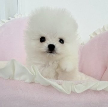 ポメラニアン【愛知県・男の子・2025年9月1日・ホワイト】の写真「まるでぬいぐるみ〜❤️愛らしい男の子❤️」