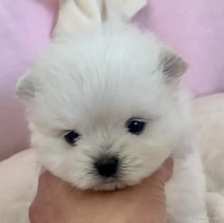 ID：2402-04929の子犬