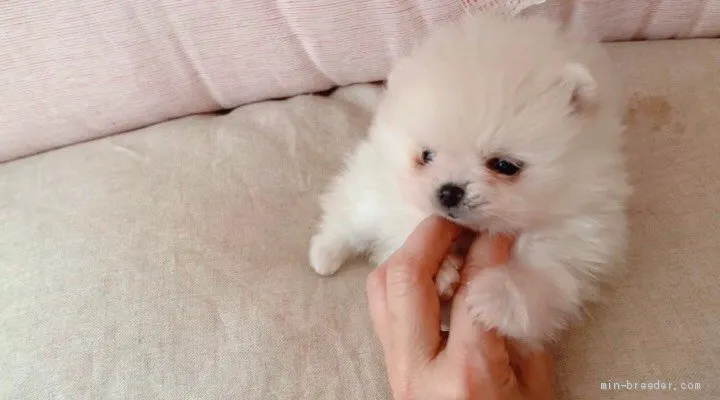 ID:2004-01255の子犬