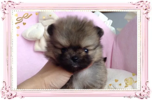 ID:1901-03108の子犬