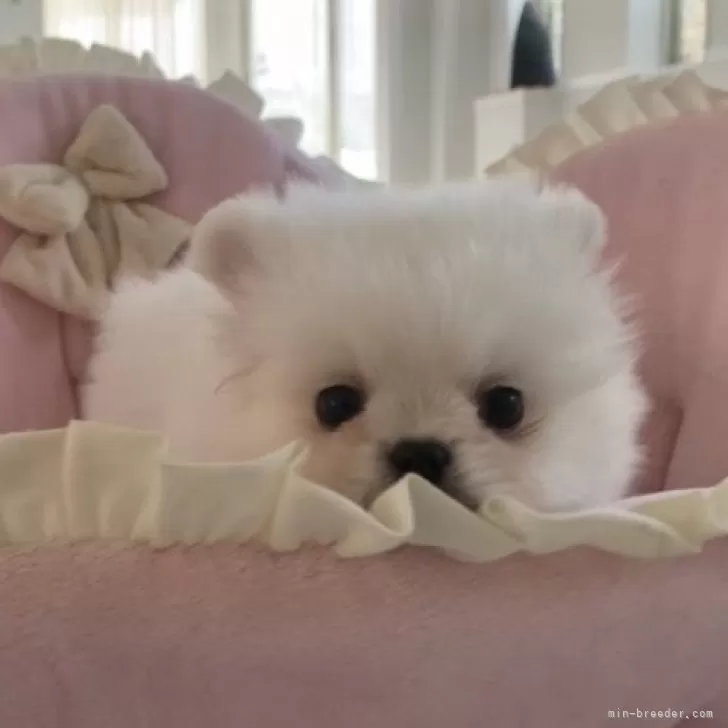 ID:2312-06591の子犬