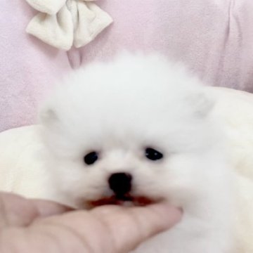 ポメラニアン【愛知県・男の子・2024年4月30日・ホワイト】の写真「モフモフ可愛い❤️優しいお顔❤️」