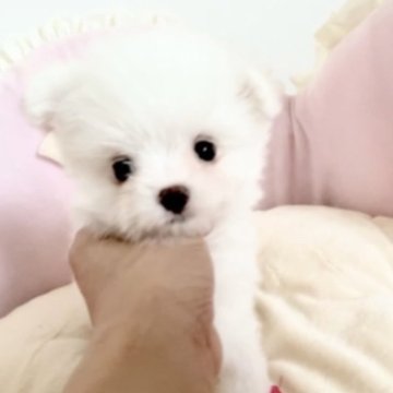 ポメマル(ポメラニアン×マルチーズ)【愛知県・女の子・2024年7月23日・ホワイト】の写真「リクエストにお答えして動画アップしました♪可愛い❤」