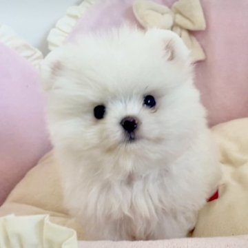 ポメマル(ポメラニアン×マルチーズ)【愛知県・男の子・2024年5月15日・ホワイト】の写真「ふわふわ毛量で鼻ぺちゃーーー❤️可愛い❤️」