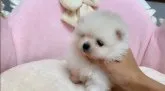 ポメラニアン【愛知県・男の子・2019年11月29日・クリーム ホワイトに近い】の写真5